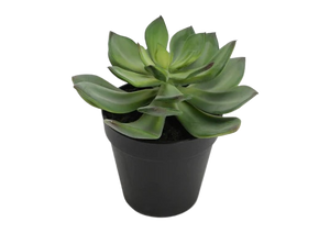 Echeveria Plant | Mini