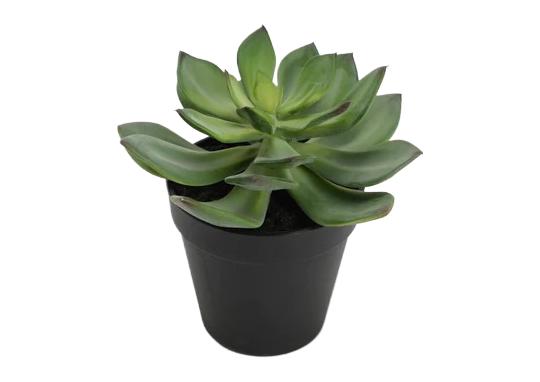 Echeveria Plant | Mini