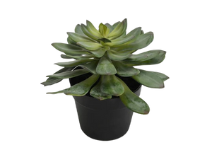 Echeveria Plant | Small