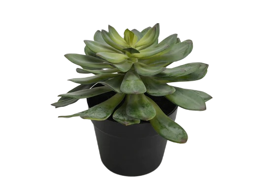 Echeveria Plant | Small