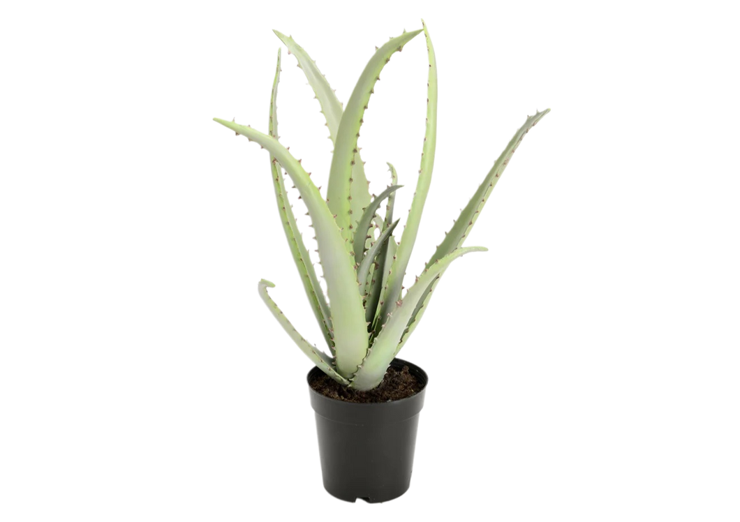 Cactus Aloe Plant