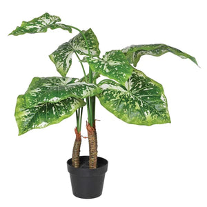 Elephant Ears Plant