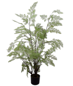 Royal Fern Plant