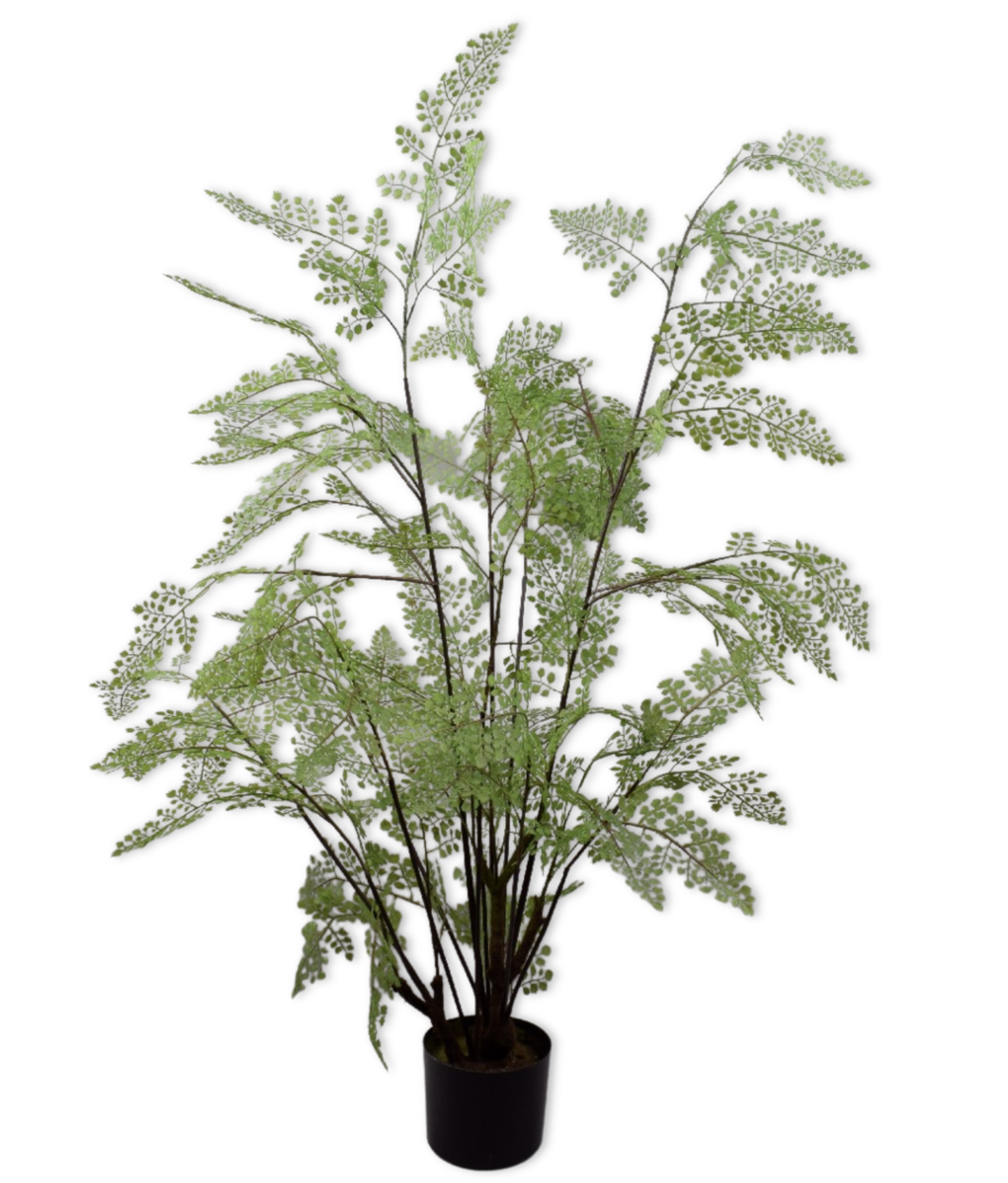 Royal Fern Plant