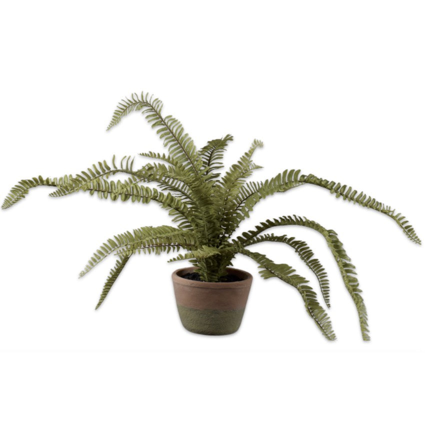 Fern Plant | Green