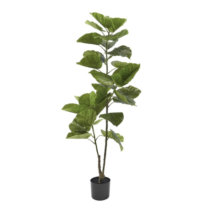 Ficus Plant