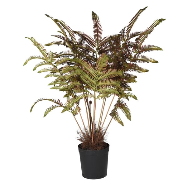 Fern Plant