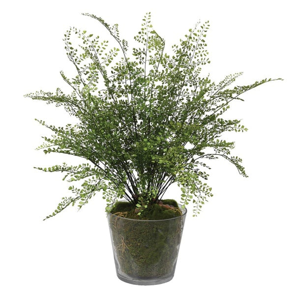 Maiden Fern Plant