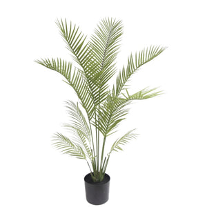 Palm Plant