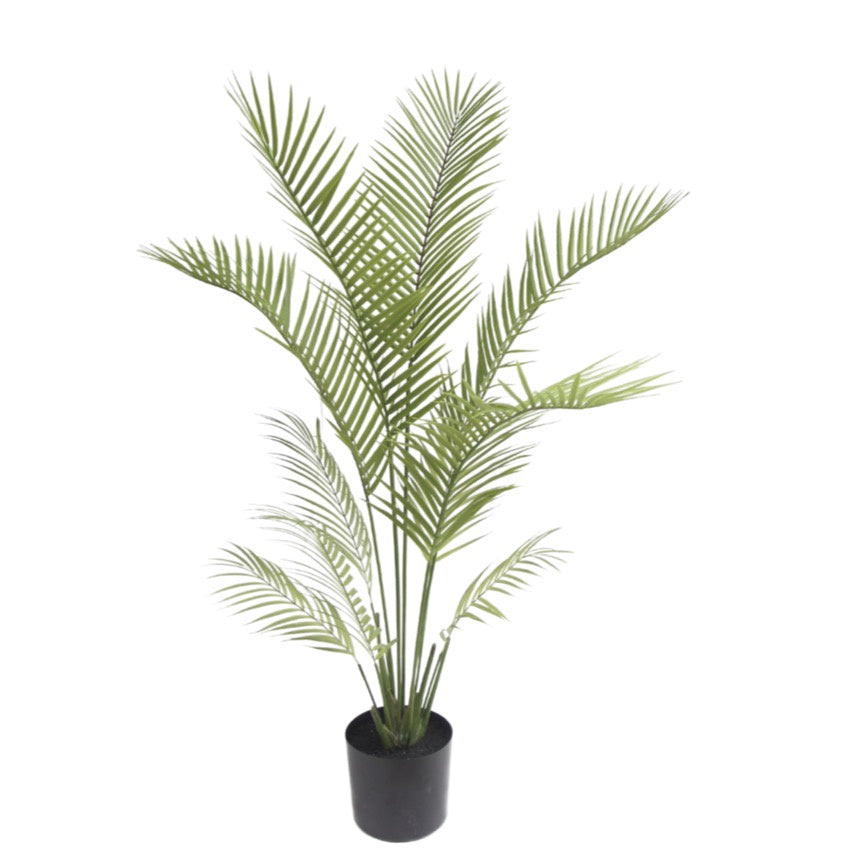 Palm Plant