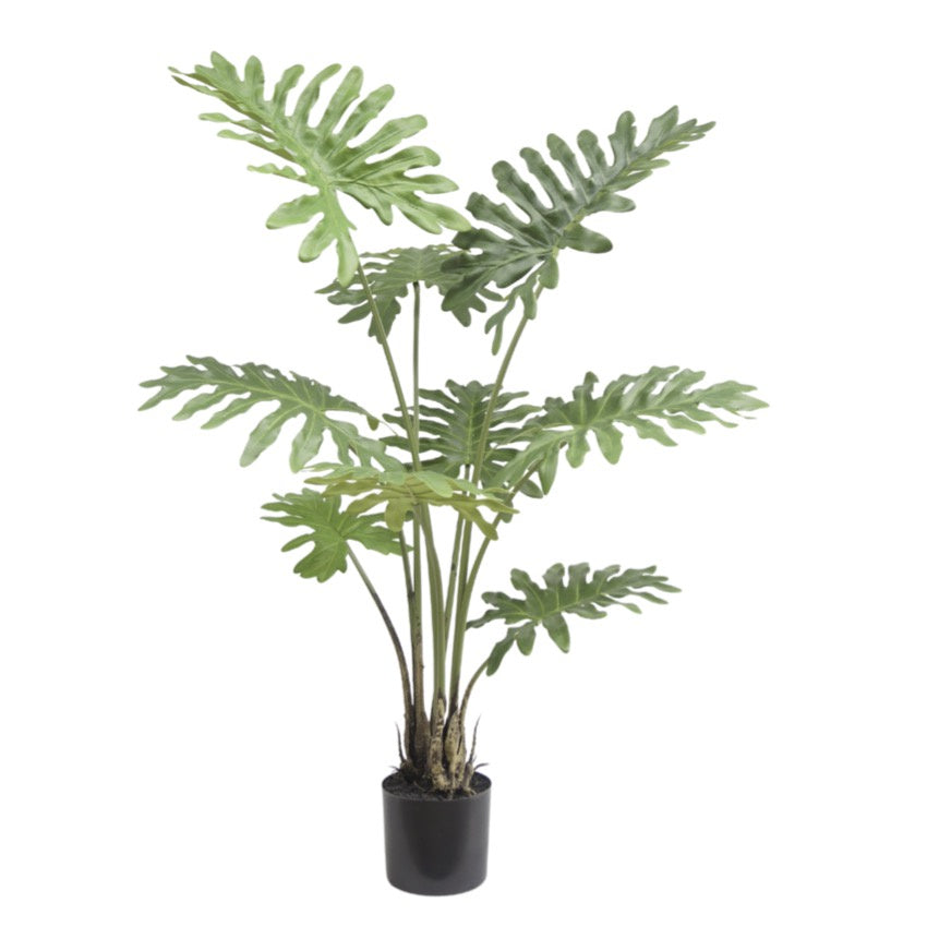 Philodendron Plant | Large