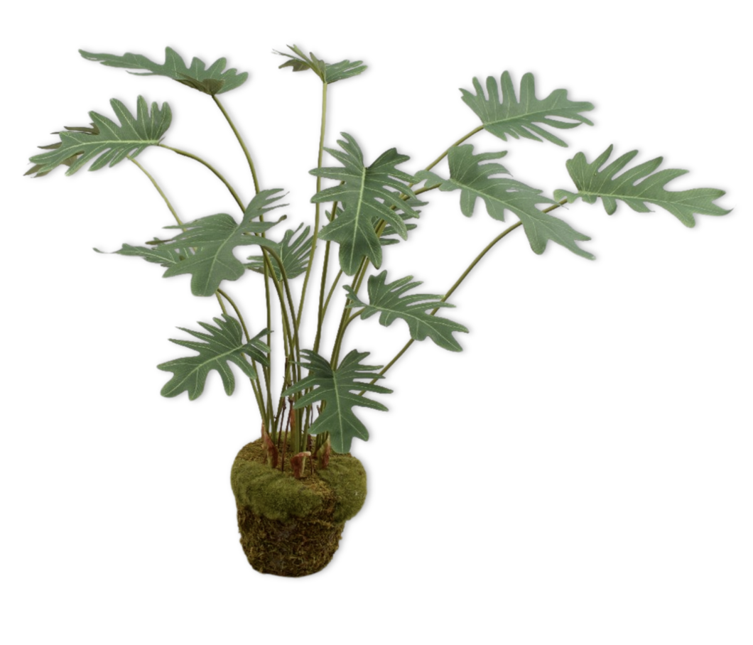 Philodendron Plant | Small