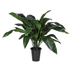 Aspidistra Plant