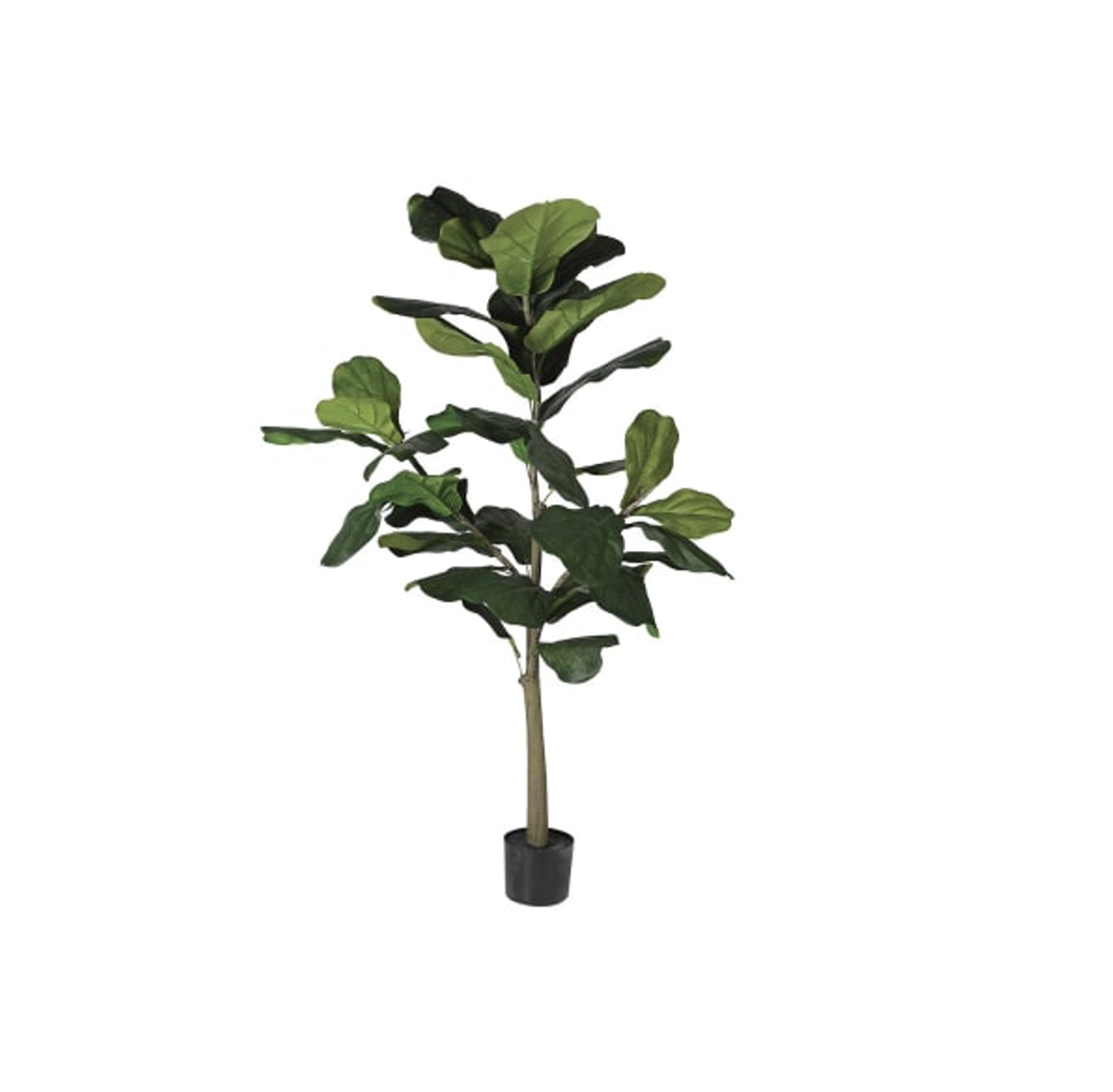 Fiddle Leaf Tree