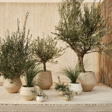 Load image into Gallery viewer, Grove Planter | Extra Large
