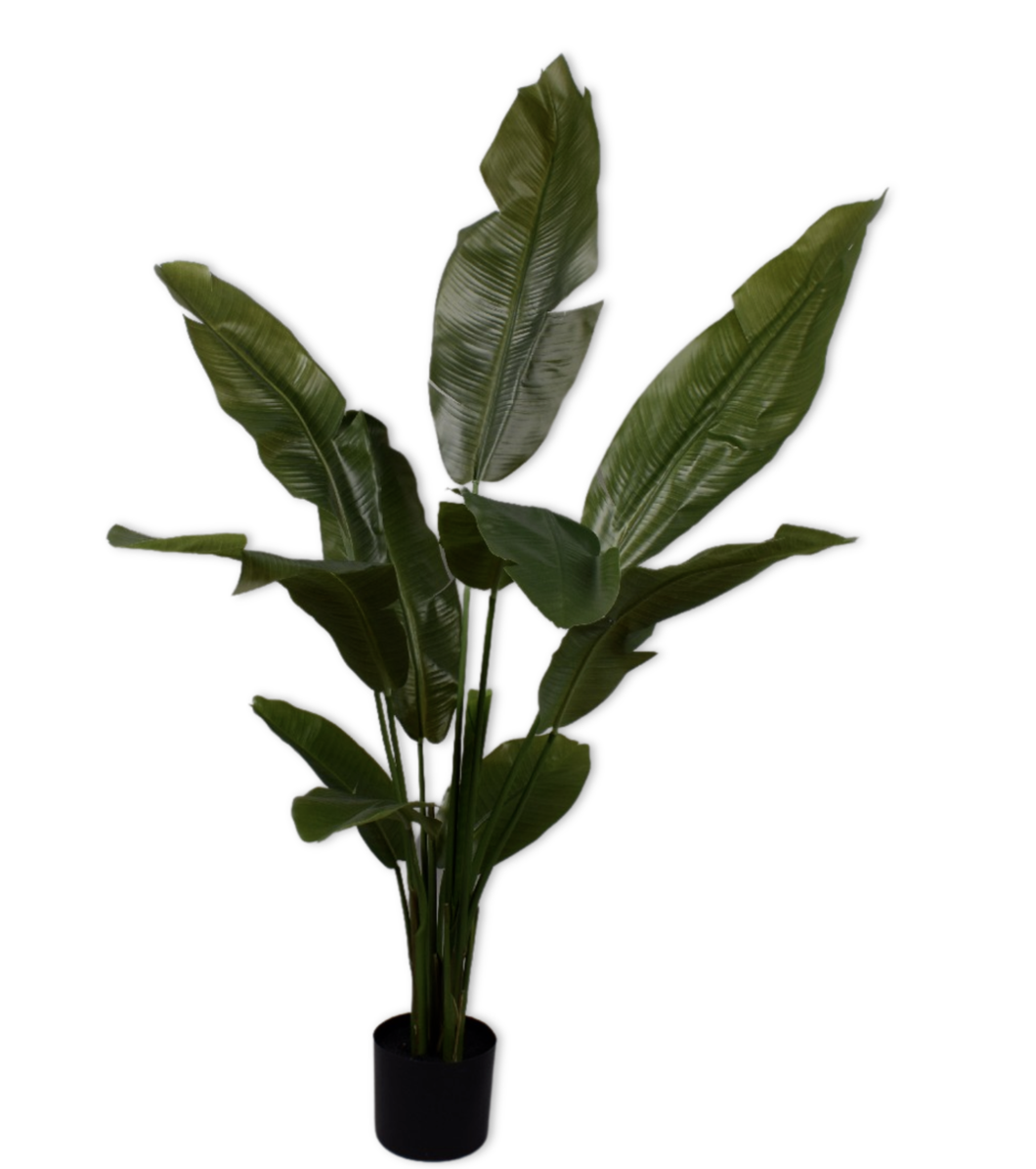 Strelitzia Tree