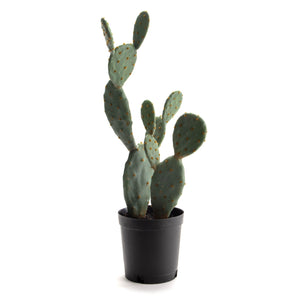 Cactus Figue Plant