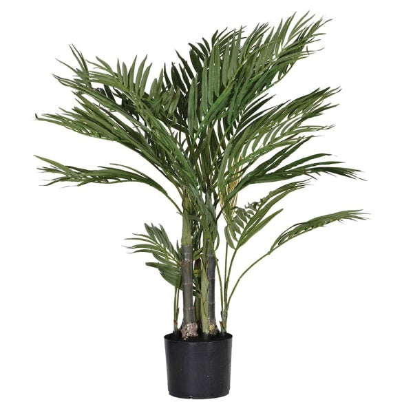 Areca Palm Plant