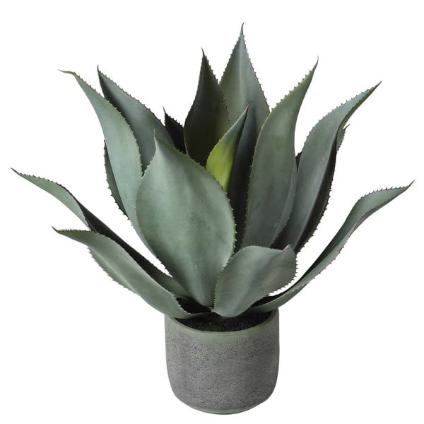 Aloe Ferox Plant