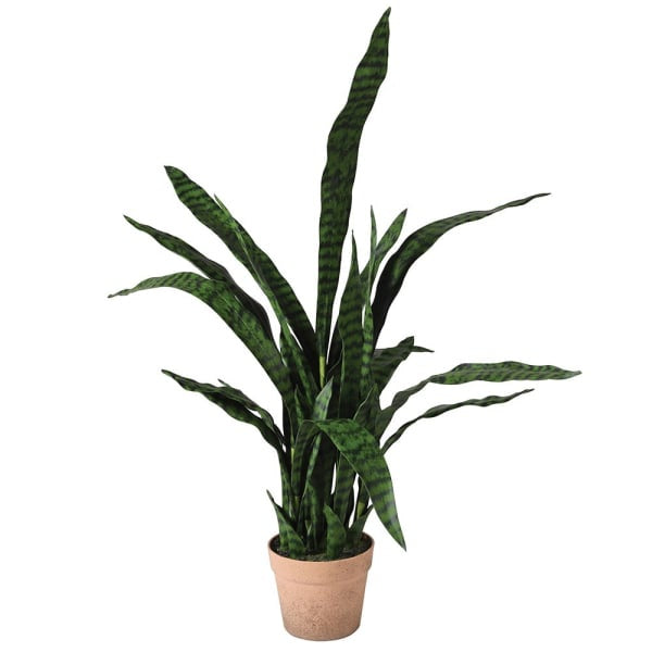 Sanseriveria Plant