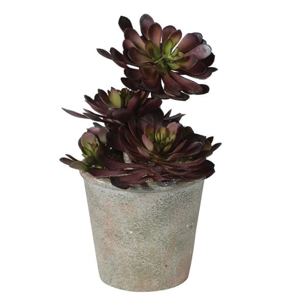 Aeonium Plant