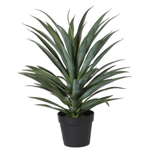 Yucca Plant