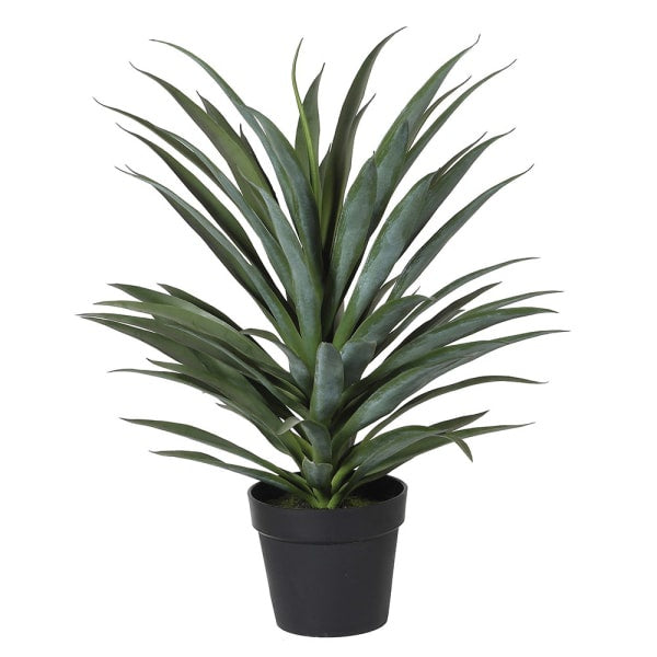 Yucca Plant