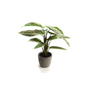 Aglaonema Plant