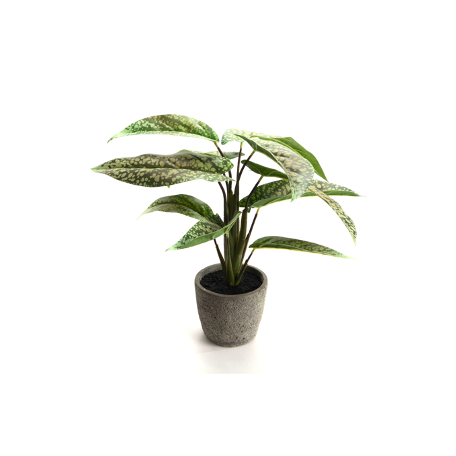 Aglaonema Plant