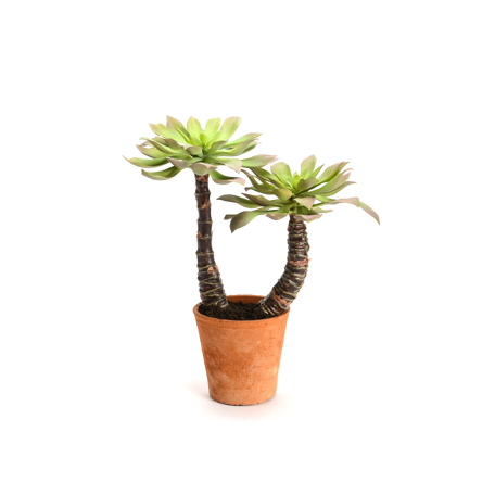 Echeveria Plant