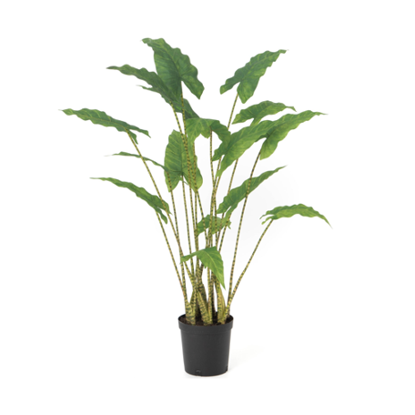 Alocasia Plant