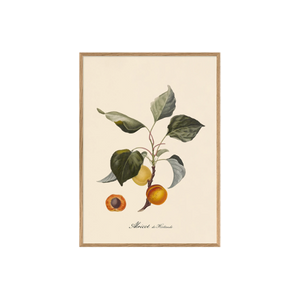 Apricot 50x70 Print