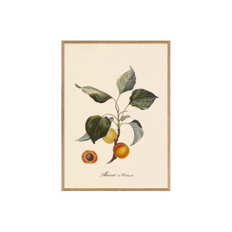 Apricot 50x70 Print