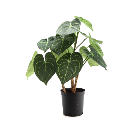 Anthurium Plant