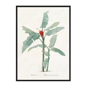 Coccinea Print