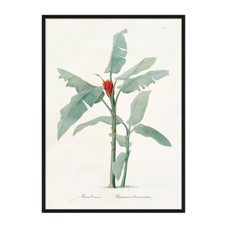 Coccinea Print