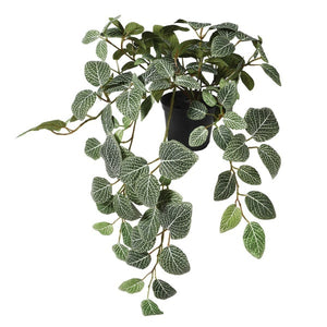 Fittonia Plant