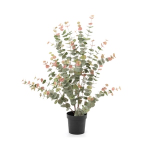 Eucalyptus Plant