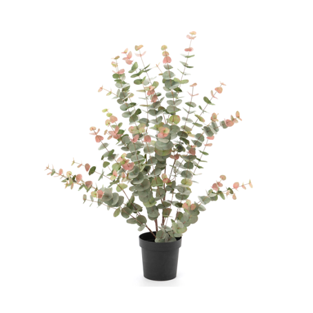 Eucalyptus Plant