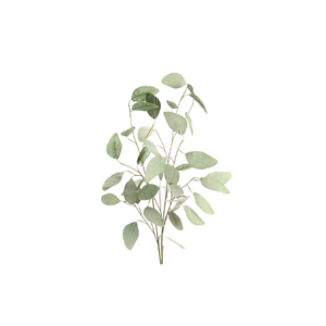 Eucalyptus Green Stem