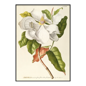 Magnolia 70x100 Print