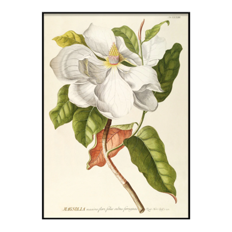 Magnolia 70x100 Print