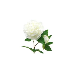 Peony White Flower