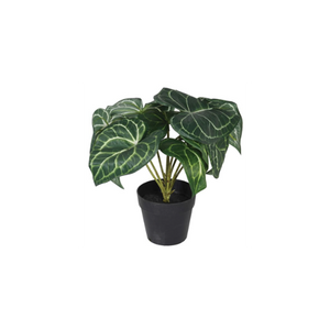 Syngonium Plant