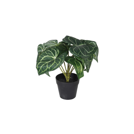 Syngonium Plant