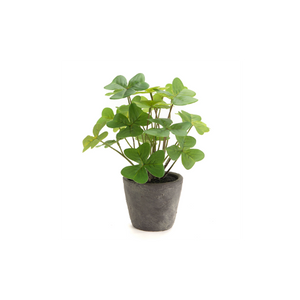 Trefle Plant