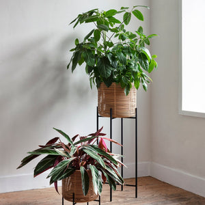 Vivi Plant Pot | Large
